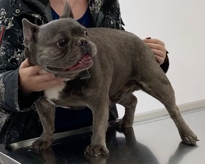 Husko, Vétérinaire Versoix, Veterinaire Versoix, Versoix Veterinaire, Versoix Vétérinaire, cabinet vétérinaire versoix, cabinet veterinaire versoix, clinique vétérinaire versoix, vétérinaire de Garde Versoix,veterinaire de Garde Versoix, Cabinet Vétérinaire International