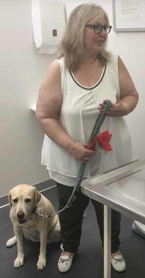 Bella Labrador, Vétérinaire Versoix, Veterinaire Versoix, Versoix Veterinaire, Versoix Vétérinaire, cabinet vétérinaire versoix, cabinet veterinaire versoix, clinique vétérinaire versoix, vétérinaire de Garde Versoix,veterinaire de Garde Versoix, Cabinet Vétérinaire International